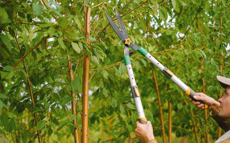 Tree trimming in Walland, TN